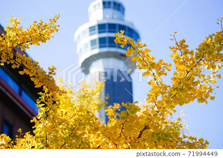 秋天的葉子和銀杏在橫濱 71994449