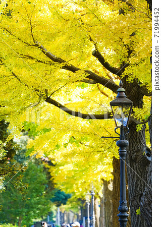 Autumn leaves and ginkgo in Yokohama 71994452