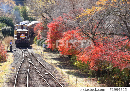 Watarase Valley Railway "The Watarase Valley Trolley Train and Autumn Leaves at Sawaniri Station" Watarase Valley Railway "The Watarase Valley Trolley Train and Autumn Leaves at Sawaniri Station" 71994825