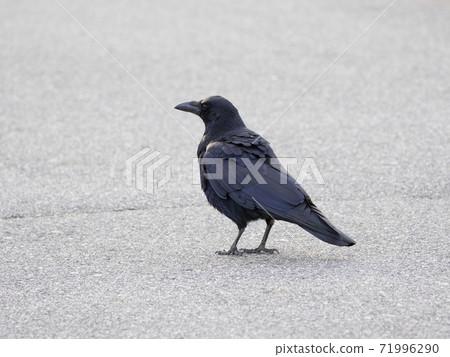 腐肉烏鴉在路上 71996290