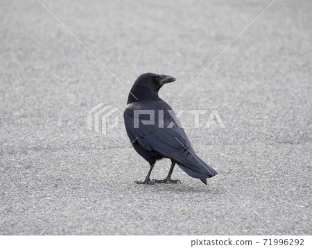 腐肉烏鴉在路上 71996292