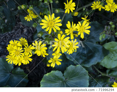 wa花 wa花 71996294