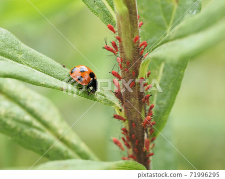 Nana Hoshi Tentou Nana Hoshi Tentou 71996295