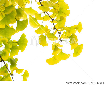 黃色銀杏葉 黃色銀杏葉 71996301