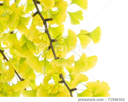 黃色銀杏葉 71996302