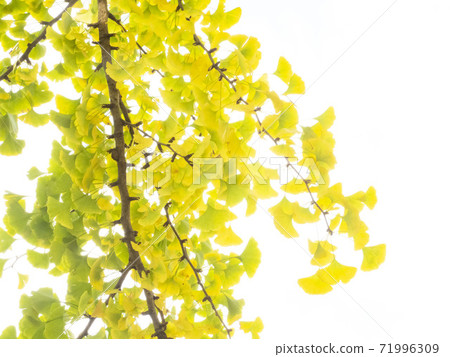 黃色銀杏葉 71996309