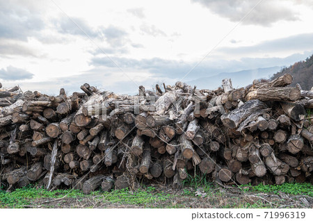 Trees felled after flooding Trees felled after flooding 71996319