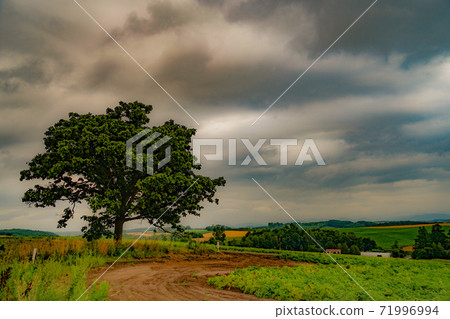 Seven Stars Tree and Cloudy Sky (Biei Town, Hokkaido) Seven Stars Tree and Cloudy Sky (Biei Town, Hokkaido) 71996994