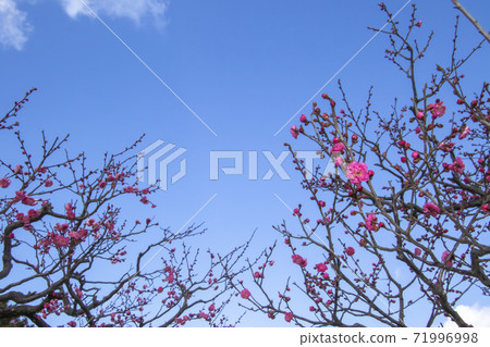 Early spring plum blossoms, red plum blossoms partially bathed in the morning sun-11 71996998