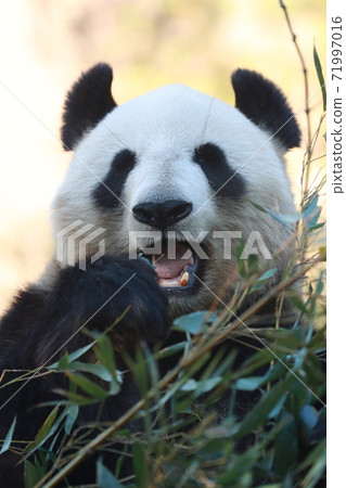 Panda 71997016