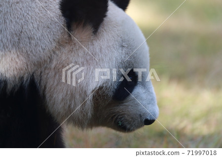 Panda Panda 71997018