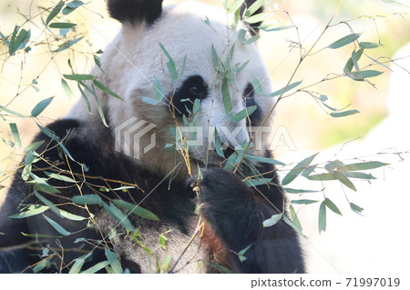 Panda 71997019