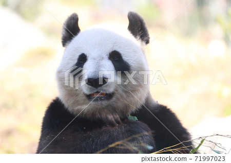 Panda 71997023