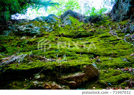 Green habitat at the National Park with lake and river in Kaz Mountain, Kaz Daglari, Mount Ida in the district of Edremit in Balikesir, Turkey 71997032