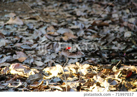 Green habitat at the National Park with lake and river in Kaz Mountain, Kaz Daglari, Mount Ida in the district of Edremit in Balikesir, Turkey Green habitat at the National Park with lake and river in Kaz Mountain, Kaz Daglari, Mount Ida in the district of Edremit in Balikesir, Turkey 71997037