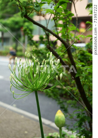 我會從現在開始綻放。 71997222