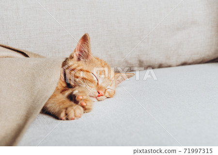 Cute ginger kitten sleeps Cute ginger kitten sleeps 71997315