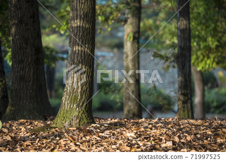 Tree autumn fallen leaves image 71997525