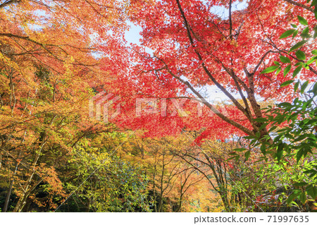 Sekiganji Temple Autumn Leaves 71997635
