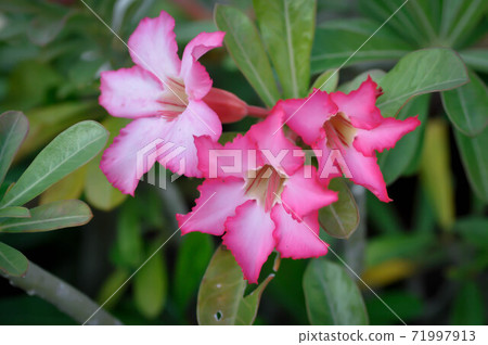 Desert rose, Impala lily or adenium obesum 71997913