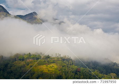 Tea plantations in clouds 71997950