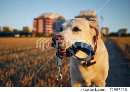 Dog holding leash in mouth 71997956