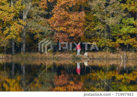 Man with dog in autumn nature 71997981