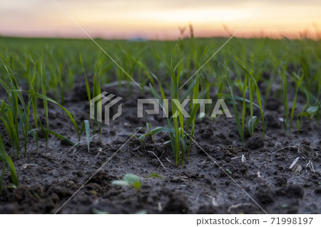 Close up young wheat seedlings growing in a field. Green wheat growing in soil. Close up on sprouting rye agriculture on a field in sunset. Sprouts of rye. Wheat grows in chernozem planted in autumn. Close up young wheat seedlings growing in a field. Green wheat growing in soil. Close up on sprouting rye agriculture on a field in sunset. Sprouts of rye. Wheat grows in chernozem planted in autumn. 71998197