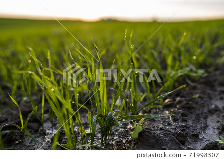Close up young wheat seedlings growing in a field. Green wheat growing in soil. Close up on sprouting rye agriculture on a field in sunset. Sprouts of rye. Wheat grows in chernozem planted in autumn. 71998307