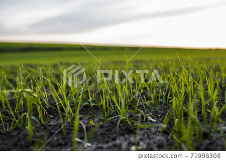 Close up young green wheat seedlings growing in a soil on a field in a sunset. Close up on sprouting rye agriculture on a field in sunset. Sprouts of rye. Wheat grows in chernozem planted in autumn. 71998308