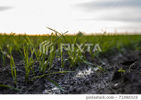Close up young wheat seedlings growing in a field. Green wheat growing in soil. Close up on sprouting rye agriculture on a field in sunset. Sprouts of rye. Wheat grows in chernozem planted in autumn. Close up young wheat seedlings growing in a field. Green wheat growing in soil. Close up on sprouting rye agriculture on a field in sunset. Sprouts of rye. Wheat grows in chernozem planted in autumn. 71998328
