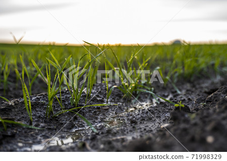 Close up young green wheat seedlings growing in a soil on a field in a sunset. Close up on sprouting rye agriculture on a field in sunset. Sprouts of rye. Wheat grows in chernozem planted in autumn. Close up young green wheat seedlings growing in a soil on a field in a sunset. Close up on sprouting rye agriculture on a field in sunset. Sprouts of rye. Wheat grows in chernozem planted in autumn. 71998329