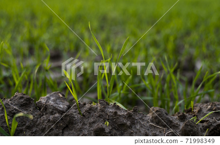 Close up young green wheat seedlings growing in a soil on a field in a sunset. Close up on sprouting rye agriculture on a field in sunset. Sprouts of rye. Wheat grows in chernozem planted in autumn. Close up young green wheat seedlings growing in a soil on a field in a sunset. Close up on sprouting rye agriculture on a field in sunset. Sprouts of rye. Wheat grows in chernozem planted in autumn. 71998349