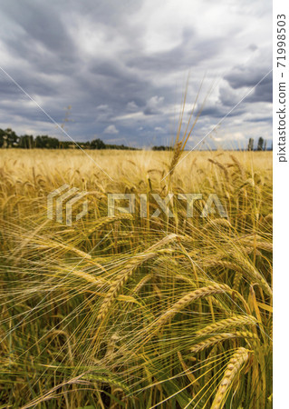 Rye sown just before the harvest, Western Bohemia, Czech Republic Rye sown just before the harvest, Western Bohemia, Czech Republic 71998503