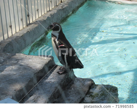 Humboldt Penguin Humboldt Penguin 71998585