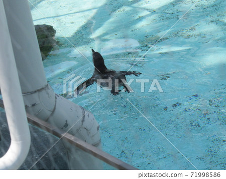 Humboldt Penguin Humboldt Penguin 71998586