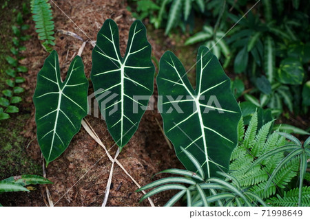 Arocasia葉子，熱帶樹葉植物，綠葉脈，葉子 71998649