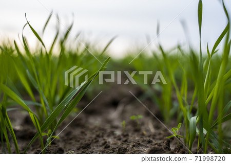 Close up young green wheat seedlings growing in a soil on a field in a sunset. Close up on sprouting rye agriculture on a field in sunset. Sprouts of rye. Wheat grows in chernozem planted in autumn. Close up young green wheat seedlings growing in a soil on a field in a sunset. Close up on sprouting rye agriculture on a field in sunset. Sprouts of rye. Wheat grows in chernozem planted in autumn. 71998720