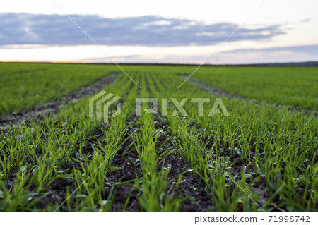 Close up young wheat seedlings growing in a field. Green wheat growing in soil. Close up on sprouting rye agriculture on a field in sunset. Sprouts of rye. Wheat grows in chernozem planted in autumn. Close up young wheat seedlings growing in a field. Green wheat growing in soil. Close up on sprouting rye agriculture on a field in sunset. Sprouts of rye. Wheat grows in chernozem planted in autumn. 71998742