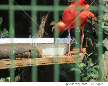 Scarlet ibis Scarlet ibis 71998745