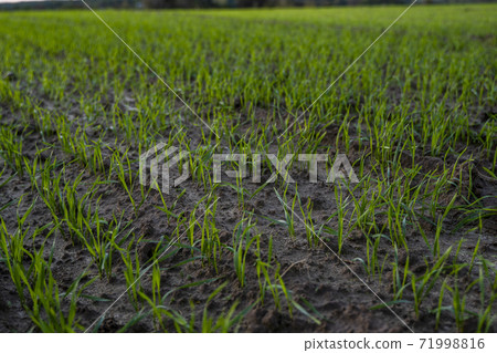 Close up young wheat seedlings growing in a field. Green wheat growing in soil. Close up on sprouting rye agriculture on a field in sunset. Sprouts of rye. Wheat grows in chernozem planted in autumn. Close up young wheat seedlings growing in a field. Green wheat growing in soil. Close up on sprouting rye agriculture on a field in sunset. Sprouts of rye. Wheat grows in chernozem planted in autumn. 71998816