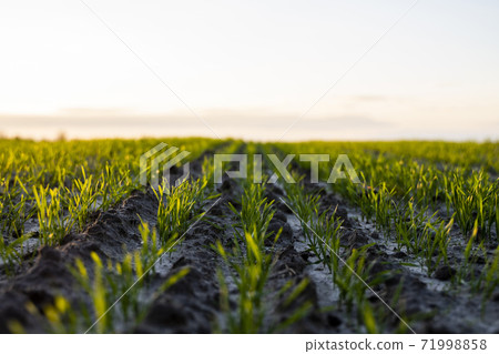 Close up young wheat seedlings growing in a field. Green wheat growing in soil. Close up on sprouting rye agriculture on a field in sunset. Sprouts of rye. Wheat grows in chernozem planted in autumn. Close up young wheat seedlings growing in a field. Green wheat growing in soil. Close up on sprouting rye agriculture on a field in sunset. Sprouts of rye. Wheat grows in chernozem planted in autumn. 71998858