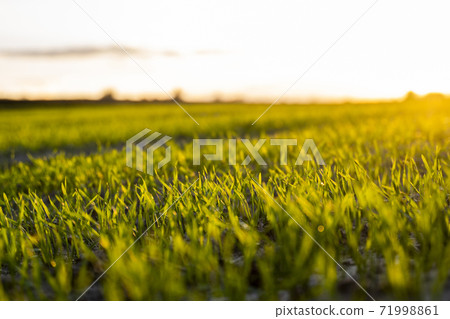 Close up young wheat seedlings growing in a field. Green wheat growing in soil. Close up on sprouting rye agriculture on a field in sunset. Sprouts of rye. Wheat grows in chernozem planted in autumn. Close up young wheat seedlings growing in a field. Green wheat growing in soil. Close up on sprouting rye agriculture on a field in sunset. Sprouts of rye. Wheat grows in chernozem planted in autumn. 71998861