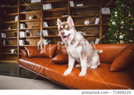 Pet and merry christmas and happy new year concept. Cheerful puppy male husky has fun in living room with large bookshelves, library and sofa in Christmas time evening. Dog home decor new year Pet and merry christmas and happy new year concept. Cheerful puppy male husky has fun in living room with large bookshelves, library and sofa in Christmas time evening. Dog home decor new year 71999220