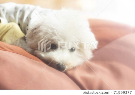 玩具貴賓犬子八郎放鬆與墊子 71999377