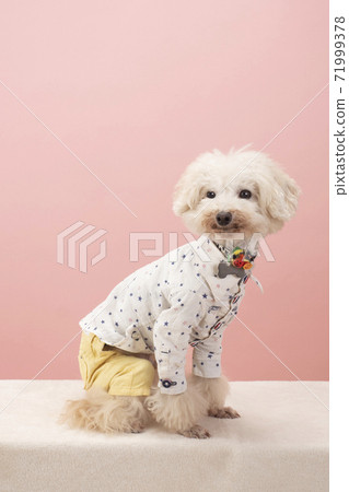 坐和微笑的玩具獅子狗 坐和微笑的玩具獅子狗 71999378