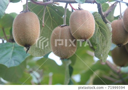 Summer kiwifruit on a tree Summer kiwifruit on a tree 71999394