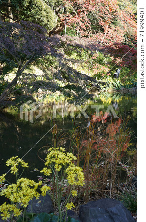 Autumn leaves pattern dyed in the pond with the yellow and crimson colors of the garden in Tokyo! Autumn leaves pattern dyed in the pond with the yellow and crimson colors of the garden in Tokyo! 71999401
