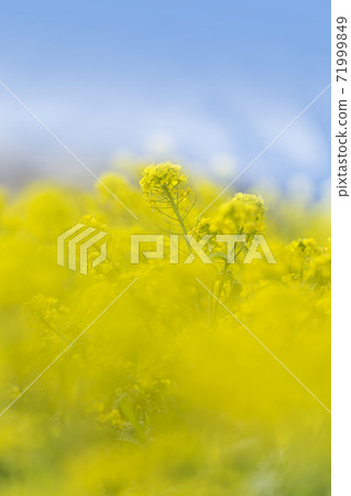 Rape blossoms and cherry blossoms Full bloom cherry blossoms Rape blossoms Rape blossoms and cherry blossoms Full bloom cherry blossoms Rape blossoms 71999849