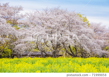 Rape blossoms and cherry blossoms Full bloom cherry blossoms Rape blossoms 71999858